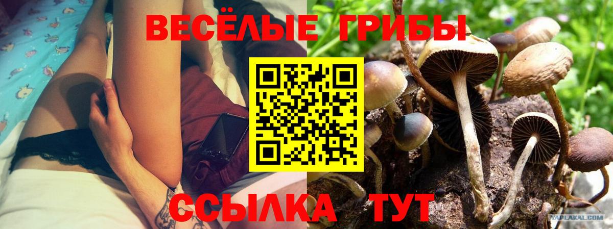 Галлюциногенные грибы GOLDEN TEACHER Боровичи